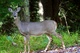 Whitetail Deer Roadside