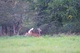 Whitetail Deer Running and Jumping