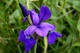 Wild Blue Iris