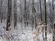 Winter Forest Snow