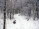 Winter Trail Snow Forest