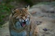 WV Bobcat Yawning