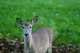 Yearling Whitetail Deer