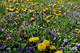 Yellow Blue Spring Wild Flowers
