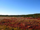 Across Marsh Dolly Sods