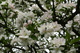 Apple Tree Flowers