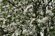 Apple Tree Spring Flowering Blooms