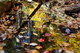 Autumn Leaves Reflections