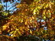 Autumn Oak Leaves