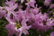 Azaleas Flowers Spring