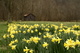 Barn Wildflowers Spring Daffodil