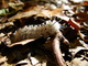 Black White Caterpillar Macro