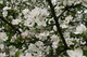 Blooming Tree Apple Spring