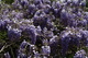 Blue Flower Wisteria