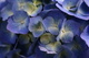 Blue Spring Flowers