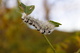 Branch White Caterpillar