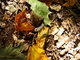 Caterpillar Autumn Forest Floor