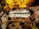 Caterpillar Macro Fall Leaves