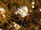 Cotton Grass Macro