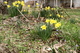 Country Porch Daffodils Spring