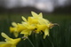Daffodil Spring Bokeh