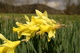 Spring Daffodil in Field