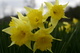 Daffoldil Yellow Spring Closeup