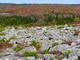 Dolly Sods Autumn Rocks