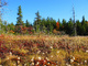 Dolly Sods Bog Fall