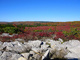 Dolly Sods Fall Rocks