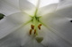 Easter Lily Macro