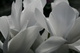 Elegant White Spring Bloom