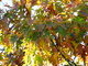 Fall Colors Tree