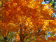 Fall Orange Maple Tree