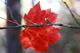 Fall Red Leaf Hanging Limb