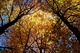 Fall Tree Tops