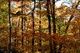 Fall Trees Forest