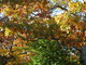 Fall Trees Nature