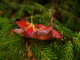 Fallen Leaf Pine Tree Macro