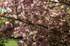 Flowering Spring Tree