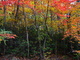 Forest Autumn Colors
