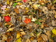 Forest Floor Leaves
