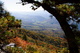 Framed By Trees Mountain View