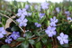 Glowing Blue Spring Flowers