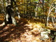 Hole Tree Trail In The Forest