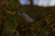 Hungry White Caterpillar