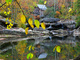 Leaves Water Reflection Grist Mill
