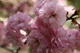 Macro Bloom Tree Spring Flowering