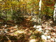 Mountain Forest Trail Autumn