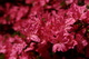 Spring Flower Pink Red Azalea